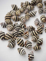 ノシガイ【約1.0～1.5ｃｍ/50ｇ】[メール便可-5袋まで] En:Bumble bee snail (Size:8-10cm, per 3pcs) 貝殻