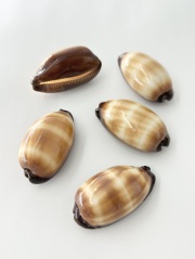 タルダカラガイ【約5～6ｃｍ/1個】 En: Talparia talpa (Size:5～6ｃｍ, per 1pc) 貝殻