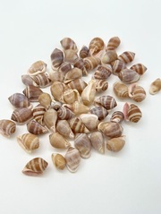 カシドラノプリオス(ウラシマミミガイ)【約 1.5～2.0ｃｍ/30ｇ】[メール便可-6袋まで]  En: Casidula Nucles (Size:1-2.0cm, per 30g) 貝殻
