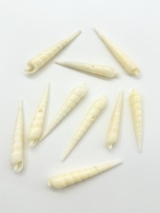 タケノコガイの仲間-ホワイト-【約4.0～6.5ｃｍ/10本入】[メール便可] En:  Terebridae (Size:4-6.5cm, per 10pcs) 貝殻