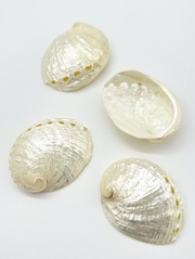 ハリオティス ペリザト真珠磨き【約6.5～7.0ｃｍ/1個】En:Haliotis assimilis pearlised (Size:6.5-7.0cm, per 1pc) 貝殻