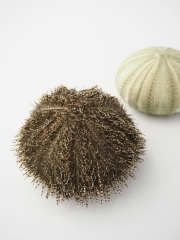 グリーンウーチン(バフンウニの仲間)(トゲ・アリストテレスの提灯付き)【約6～7ｃｍ前後/1個入】 貝殻