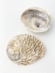 南アフリカ ミダノアワビ 原貝　【約12～13ｃｍ/1枚】 En: south african midae ablone -raw shell- (size:12-13ｃｍ, per 1pc) 貝殻