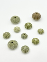 ウニの殻 -小-【約1～3.5ｃｍ/10個入】 貝殻