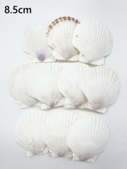ホタテガイ【約8.5ｃｍ/10枚】[メール便可-2袋まで]　En: Japanese Scallop(size:8.5cm, per 10pcs) 貝殻