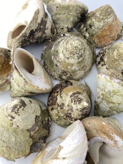 タカセガイ原貝 詰め合わせ（ミックスサイズ）200ｇ～500ｇ程度のミックス  En:Tectus niloticus  (Size: 200-500g) 貝殻