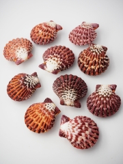 チサラガイ【5ｃｍ前後/10個入】[メール便可-2袋まで]  En: Royal Cloak Scallop (Size:5cm, per 10pcs) 貝殻