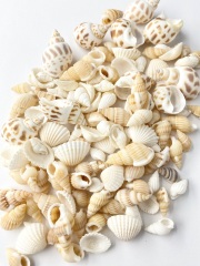4月のお買い得 [10%OFF]マリンベージュミックス【約1～3cｍ】[メール便対象-400gまで]En: marine beige assorted(Size:1-3cm,) 貝殻