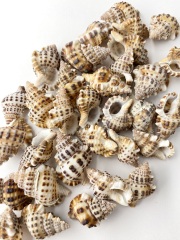 アラレボラ【2.5ｃｍ前後】[メール便可-400g]　En:Gyrineum natator(Size:2.5cm) 貝殻
