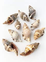 シノマキ【約5～8ｃｍ/10個】[メール便可-2袋まで] En: Cymatium Pileare (Size:5-8cm, per 10pcs) 貝殻