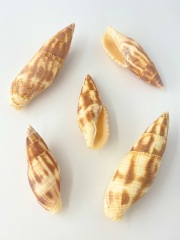 コゲフデ【約5～8ｃｍ/5本入】 En:Mitra eremitarum (size: 5-8cm, per 5pcs) 貝殻