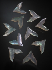 シェルビーズ - ホエールテール(ターバンシェル)【約20×20mm/1個】 [メール便可]まとめ買い10%OFF #1072 En:Shell Beads -turbo shell 貝殻