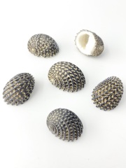 マキミゾアマオブネ【約2～3ｃｍ/10個】[メール便可-8袋まで]   En:Snake-skin Nerite (size:2-3cm, per 10pcs) 貝殻