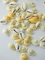 マニータ【約1.5～2.5ｃｍ】[メール便可-400ｇまで]   En: Money cowrie (size:1.5-2.5cm) 貝殻