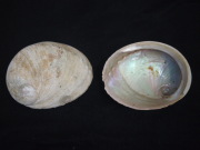 オーストラリア白アワビ 原貝【15ｃｍ前後】 En: Australia white abalone -raw shell- (size:16-18ｃｍ, per 1pc) 貝殻