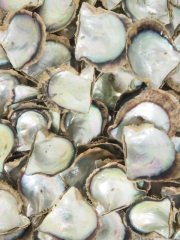 国産アコヤガイ原貝【約6～9ｃｍ/約500ｇ】En: Pinctada fucata martensii (size:6-9cm, per 500ｇ) 貝殻