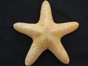 ジャングルヒトデ【約12～14ｃｍ/1個】En: Jungle starfihsh (size:12-14cm, per 1pc) 貝殻