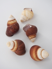 ルフォガスタ【約5.0～6.5ｃｍ/5個】 En:Rufogaster (Size:5-6.5cm, per 5pcs) 貝殻