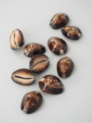 ハナマルユキ【約2～3ｃｍ/10個入】[メール便可-9袋まで]  En:Snakehead Cowrie (Size:2-3cm, per 10pcs) 貝殻