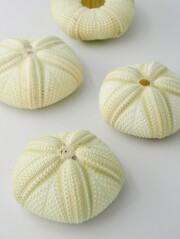 Mサイズ(5cm～15cm前後)