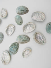 国産ミニアワビ【1.5ｃｍ前後/約10ｇ】[メール便可 - 8袋まで]En: Small Abalone (size:approx.1.5ｃｍ, per 10ｇ) 貝殻
