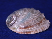 ハリオティス　コルガタ　磨き【約12～13ｃｍ/1個】  En: Haliotis corrugata polished  (Size:12-14cm, per 1pc) 貝殻