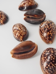 ハチジョウダカラ -小-【5ｃｍ前後/1個】 En:chocolate cowrie (Size: approx. 5cm, per 1pc) 貝殻