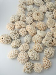 サンゴ石【4ｃｍ以下/約1ｋｇ】 - Not for overseas sale -