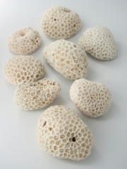 サンゴ石【8ｃｍ前後/約1ｋｇ】  - Not for overseas sale -