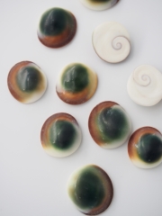 貝殻の問屋さん- 世界の貝殻・自然素材・サンゴ砂を直輸入・卸売通販