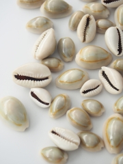ハナビラダカラ【1.0～2.0ｃｍ程度】[メール便可-400ｇまで] En: Cypraea annulus (size:1-2cm) 貝殻
