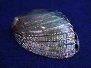 ハリオティス　フージェンス　磨き【約13～14ｃｍ/1個】 En: Haliotis fulgens polished  (Size:13-14cm, per 1pc) 貝殻
