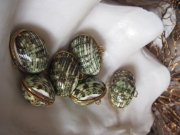 [B品]貝殻の小物入れ-ターボブロゴスグリーン磨き-【5cm前後/1個】 En:  Shell coin purse -Turbo Burgess polished-green-- (size:approx.5cm, per 1pcs) 貝殻