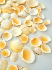 ヒヨコガイ【約2～4ｃｍ】[メール便可-400gまで] 　En:  Yellow clam (size:2-4cm) 貝殻