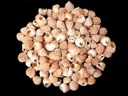 コンペイトウガイ【約0.8～1.5ｃｍ/50ｇ】[メール便可-4袋まで]  En:Echinicus cumingi spinulosus (size: 0.8-1.5cm, per 50g) 貝殻