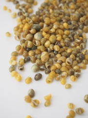 モンゴスグリーン(クサイロカノコ)【約0.3～0.5cm】[メール便可-500gまで]En:  Mongos -green- (size:0.3～0.5cm) 貝殻