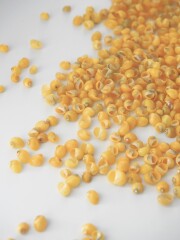 モンゴスイエロー(クサイロカノコ)【約0.3～0.5cm】[メール便可-500gまで]En:  Mongos -yellow- (size:0.3～0.5cm) 貝殻