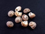 ポニーランドスネール【約2～2.5ｃｍ/10個】[メール便可-8袋まで] 貝殻