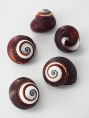 ロシアナ【約2.5～3.5ｃｍ/5個】[メール便可-6袋まで]   En:  Helicostyla roissyana (Size:2.5-3.5cm, per 5pcs) 貝殻