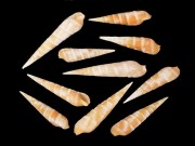 シュマダラギリ【約3～4.5ｃｍ/15本入】[メール便可-10袋まで] En:Terebra nebulosa (Size:3-4.5cm, per 15pcs) 貝殻