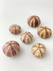 バイオレットウーチン無漂白(アリストテレスの提灯付き)【3ｃｍ前後/5個入】　En:  Purple Urchin (Size:3cm, per 5pcs) 貝殻