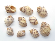 キナレイシ【約2～3.5ｃｍ/10個入】[メール便可-8袋まで]  En: Mancinella mancinella (Size:7-12cm, per 10pcs) 貝殻