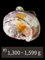 夜光貝【約1300～1599g/1個】En:Green Turbo Snail (Size:1300-1599g, per 1pc) 貝殻