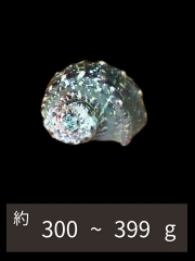 夜光貝【約300～399g/1個】EN:Green Turbo Snail  (Size:300-399g, Unit:pc) 貝殻