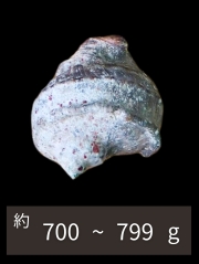 夜光貝【約700～799g/1個】EN:Green Turbo Snail (Size:700-799g, Unit:pc) 貝殻