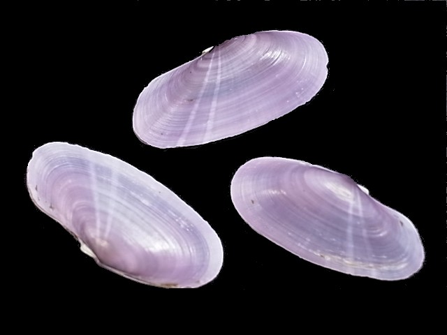 ムラサキガイ両面【約5～7ｃｍ/3個入】[メール便可]  En:Purple shell (Size:5-7cm, per 3pcs) 貝殻