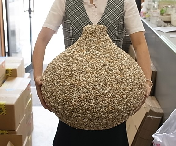 ナサシェル-飾りツボ-【幅約40ｃｍ-高さ43ｃｍ/1個】　En:  Shell Vase -Nassa shell -(W40cm, H43cm, per 1pc)