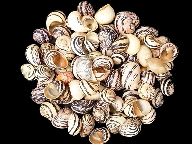 ネリトドリアス(シマオカイシマキガイ)【約1.5～2.0ｃｍ/50ｇ】[メール便可-4袋まで]    En: Neritodryas dubia (Size:1.5-2cm, per 50g) 貝殻