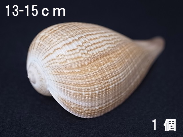 オオビワガイ 約13 14cｍ 1個 貝殻の問屋さん