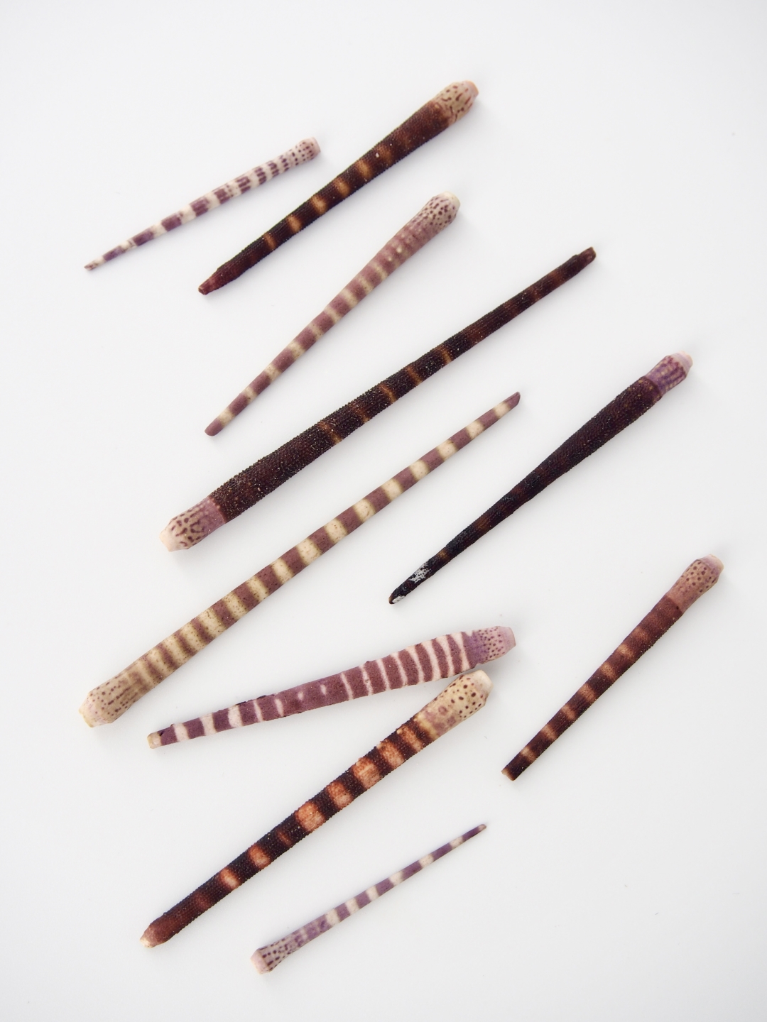 ノコギリウニのトゲ【約3～6ｃｍ/10本】[メール便可-50袋まで]     En: Sea urchin spine (Size:4-8cm, per 10pcs) 貝殻